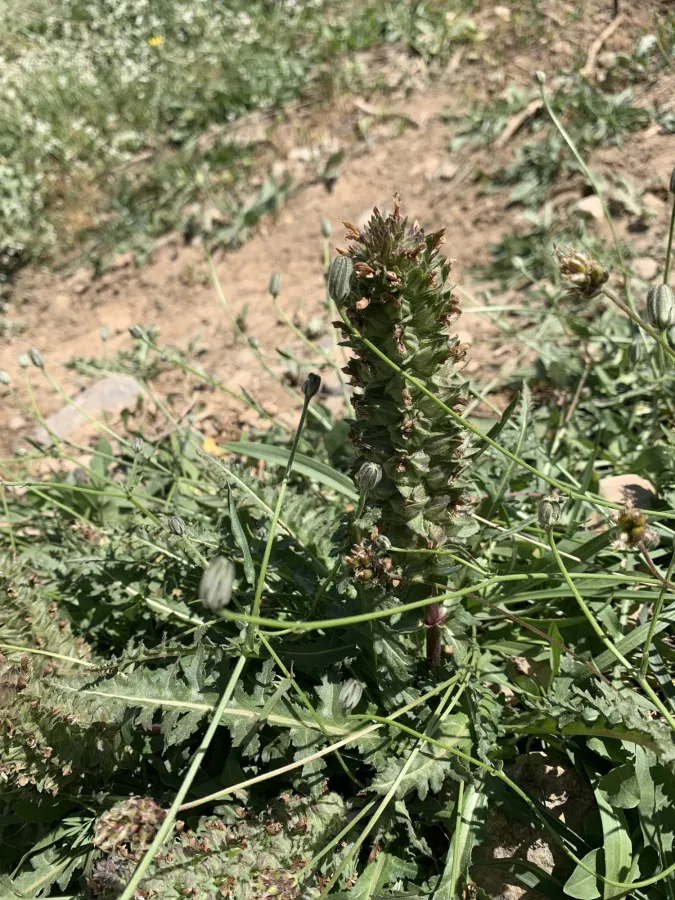 Pedicularis pycnantha