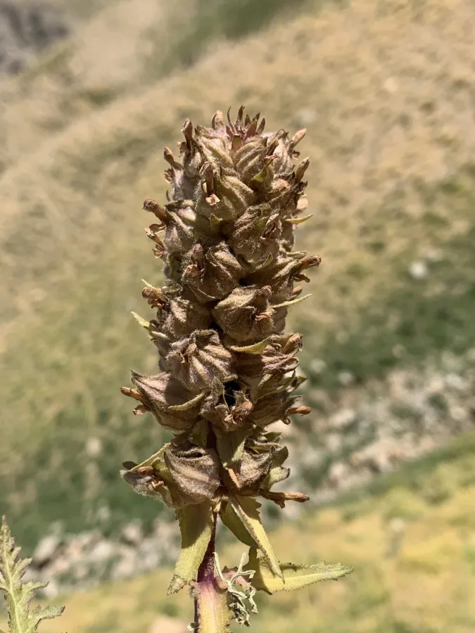 Pedicularis pycnantha