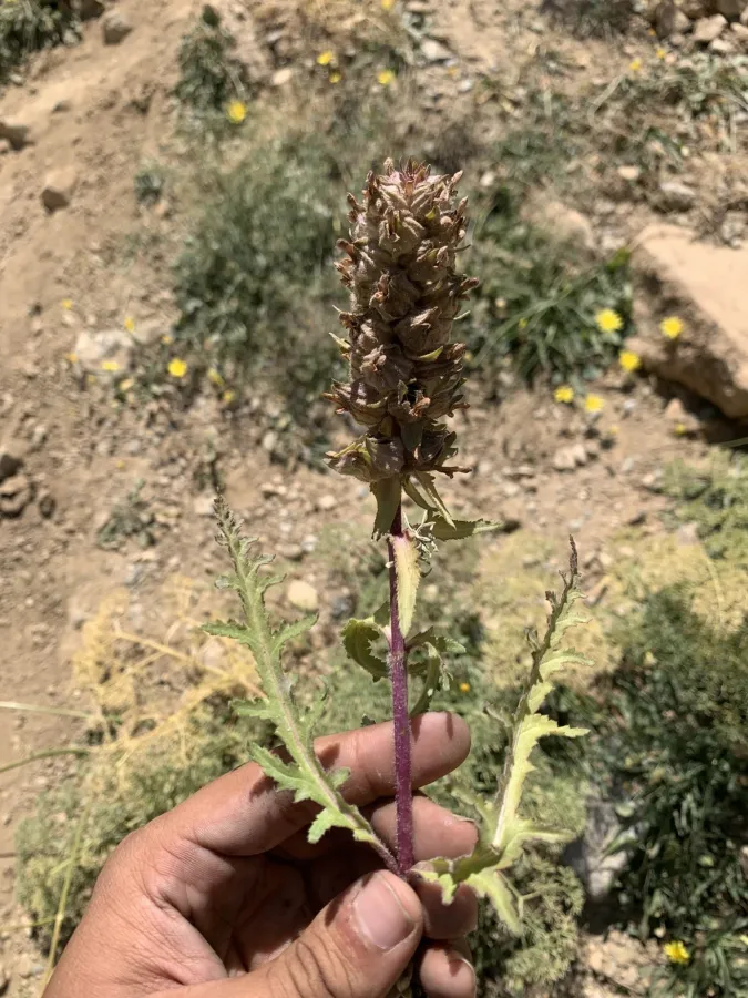 Pedicularis pycnantha