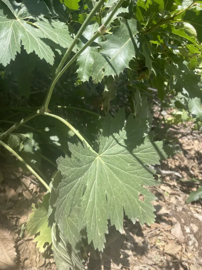 Pelargonium quercetorum