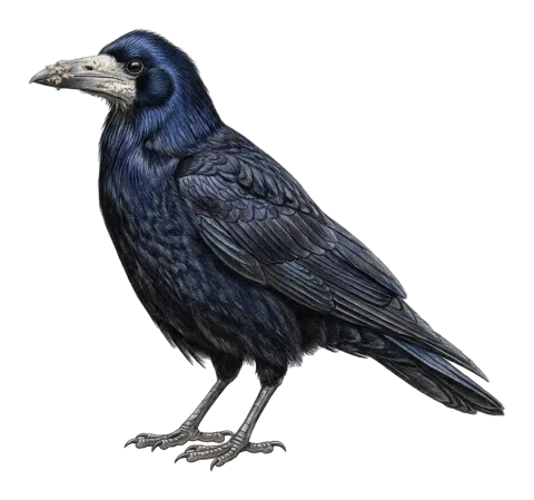 Rook