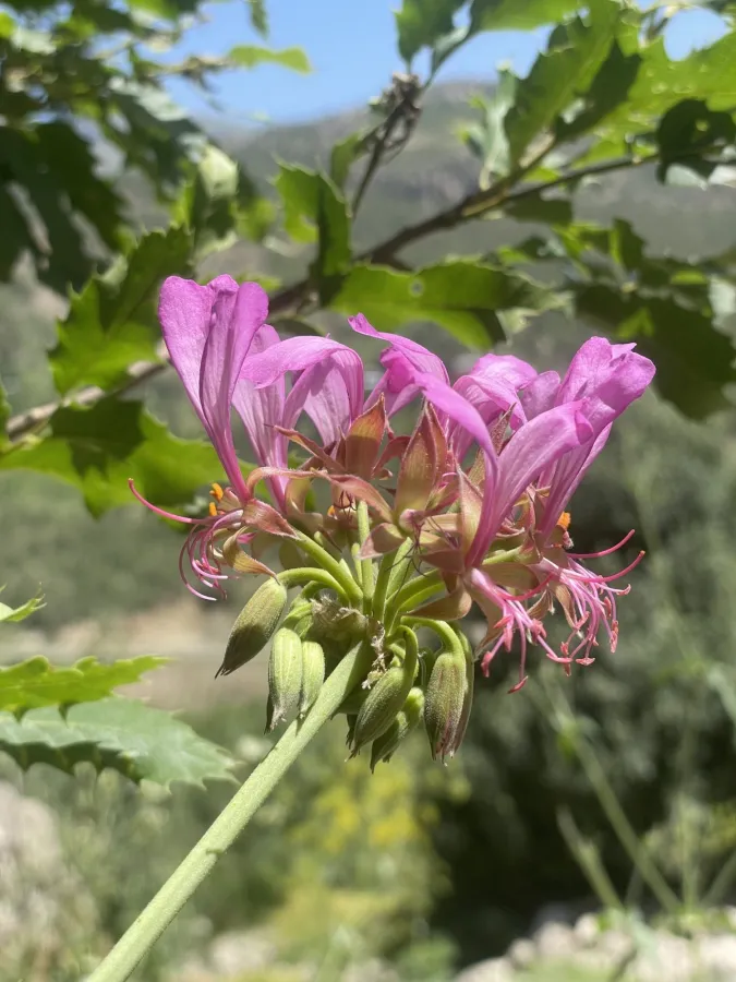 Pelargonium quercetorum