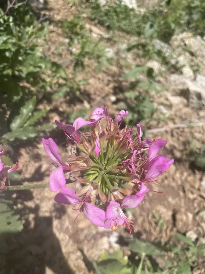 Pelargonium quercetorum