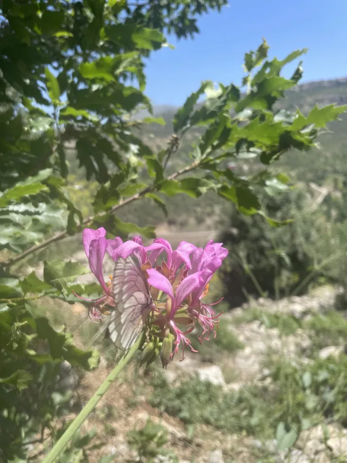 Pelargonium quercetorum