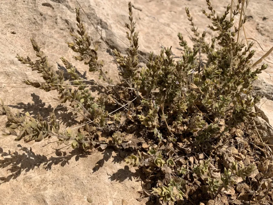 Pentapleura subulifera