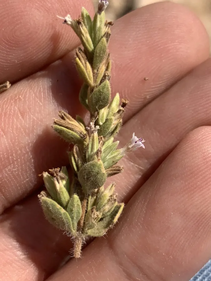 Pentapleura subulifera