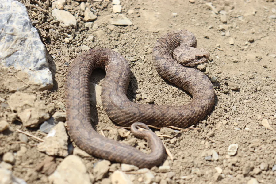 Kurdistan viper, Armenian Mountain viper