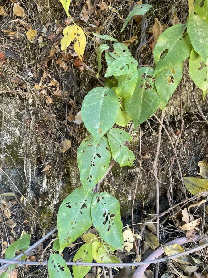 Periploca graeca