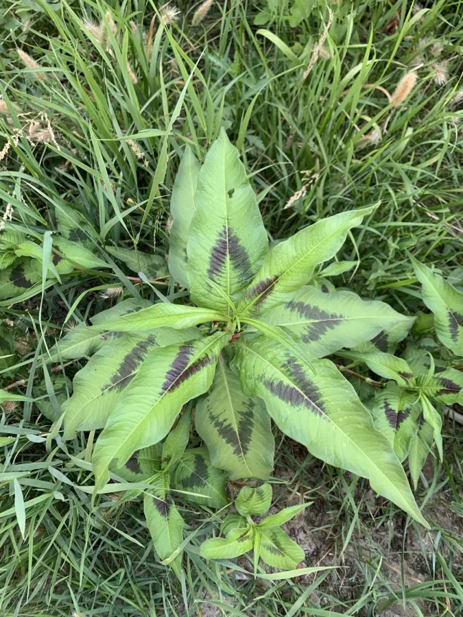 Persicaria decipiens