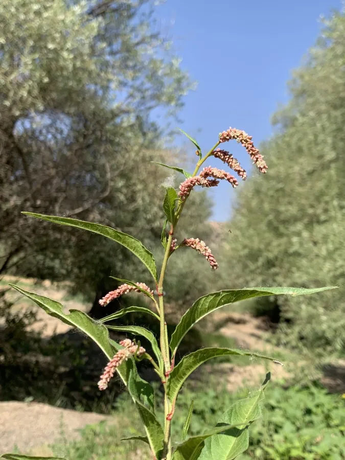 Persicaria decipiens