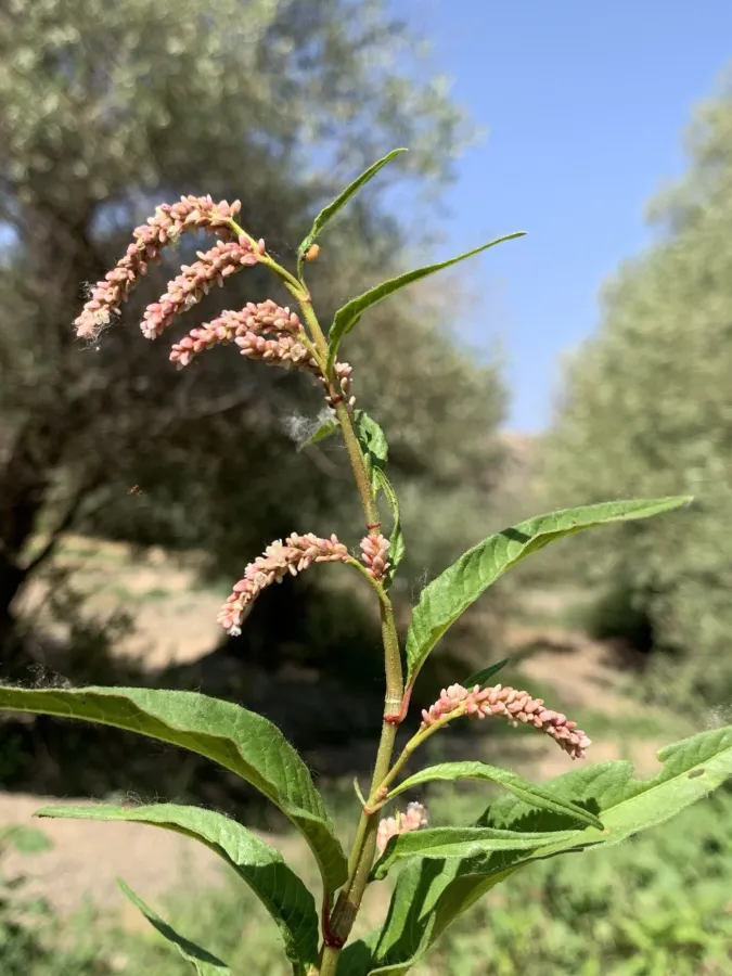Persicaria decipiens