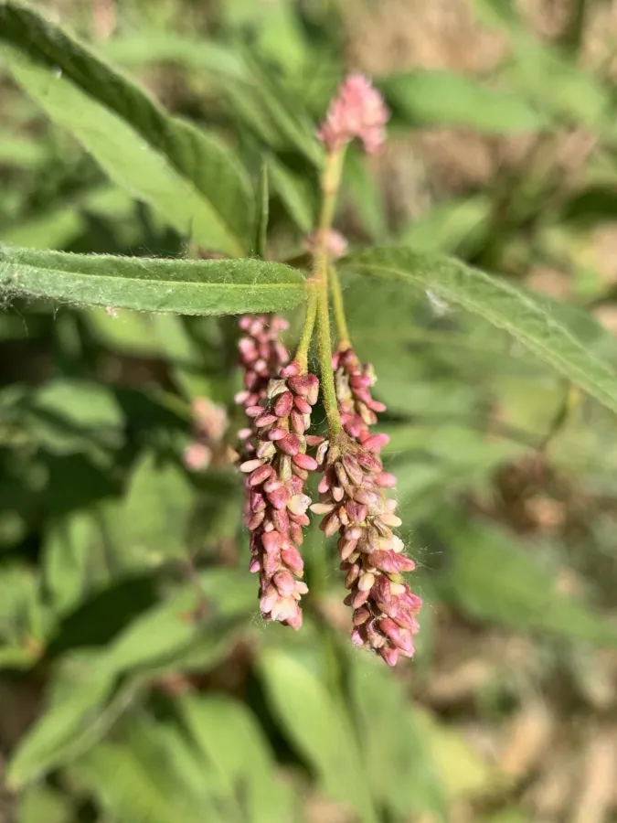 Persicaria decipiens