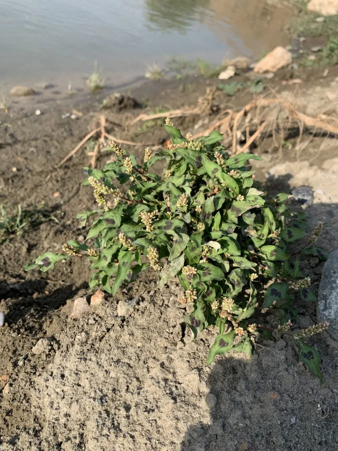 Persicaria lapathifolia