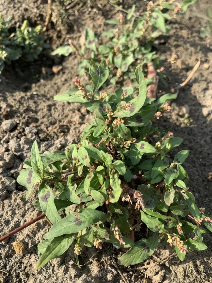Persicaria lapathifolia