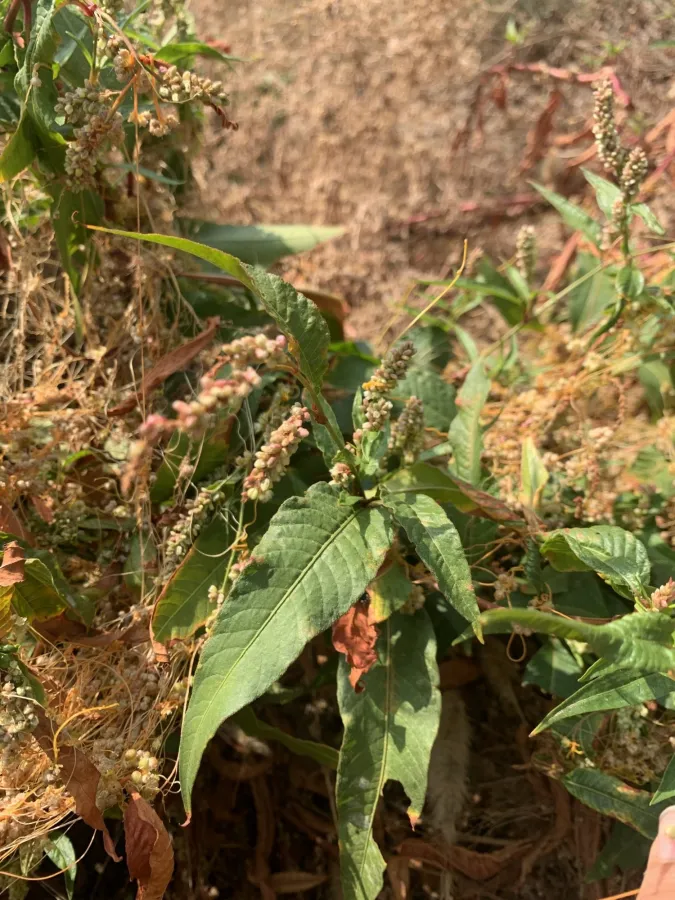 Persicaria lapathifolia