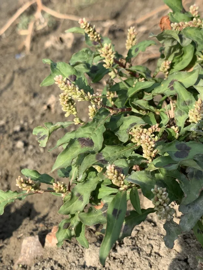 Persicaria lapathifolia