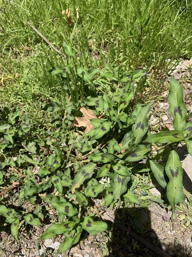 Persicaria maculosa