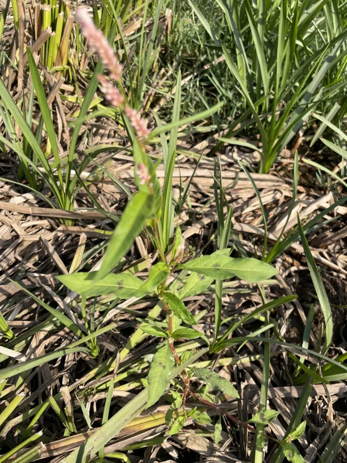 Persicaria maculosa