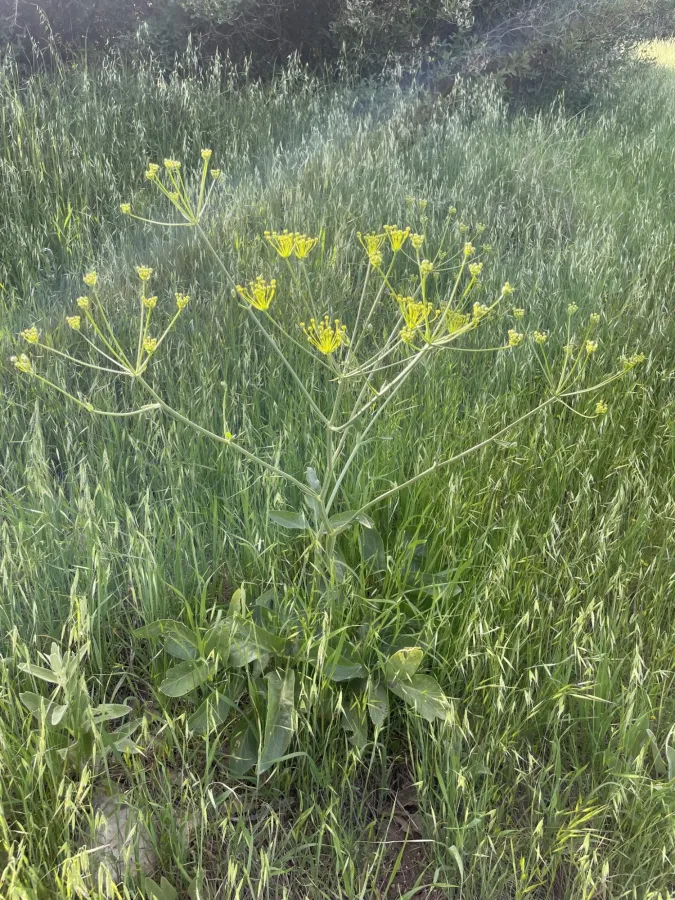 Petroedmondia syriaca