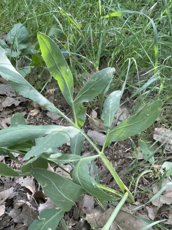 Petroedmondia syriaca