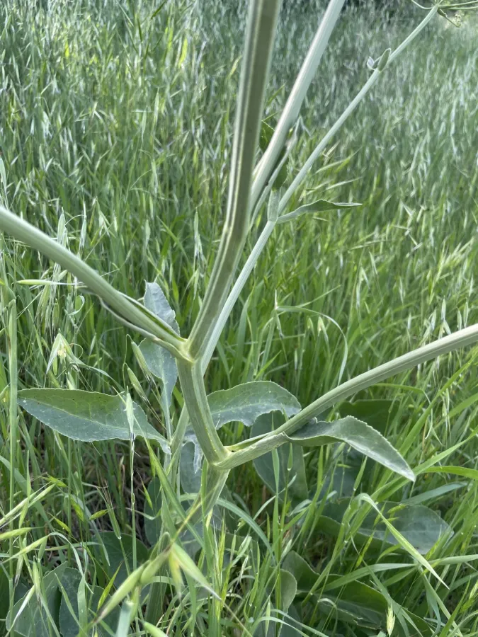 Petroedmondia syriaca