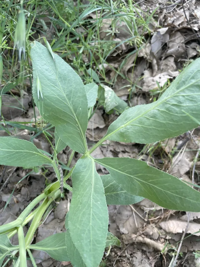 Petroedmondia syriaca