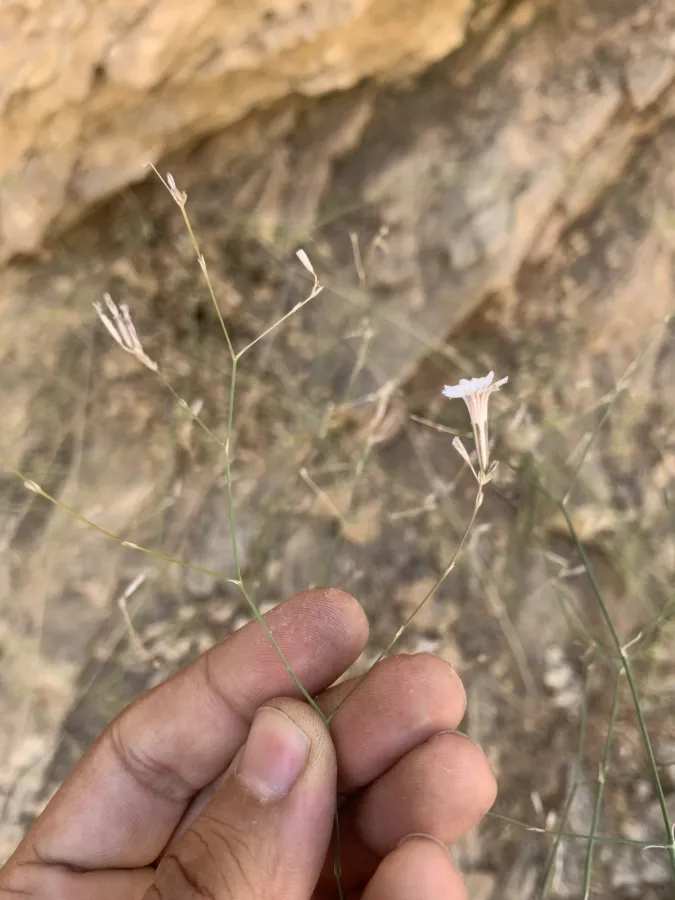Petrorhagia wheeler-hainesii