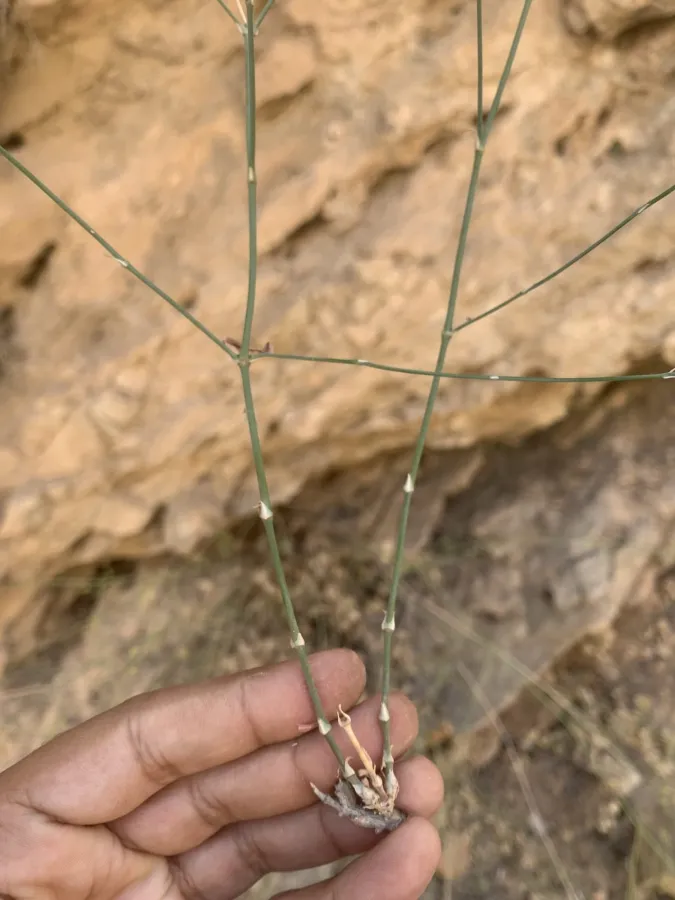 Petrorhagia wheeler-hainesii