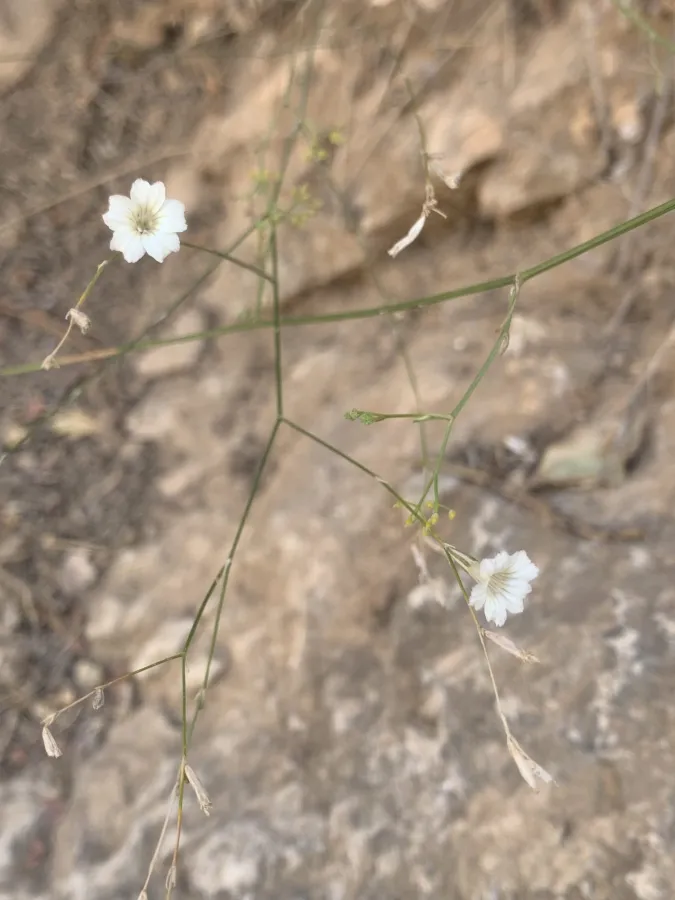 Petrorhagia wheeler-hainesii