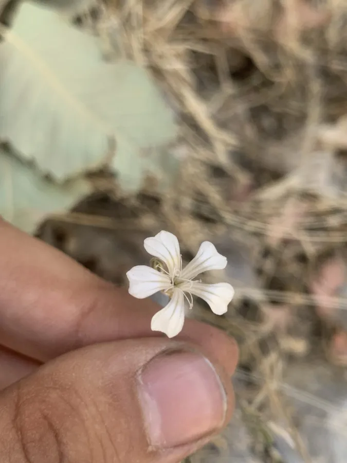 Petrorhagia wheeler-hainesii