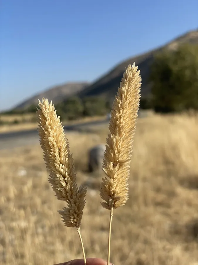 Phalaris aquatica