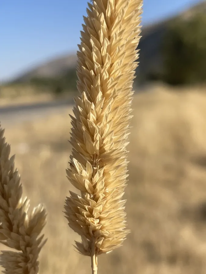 Phalaris aquatica