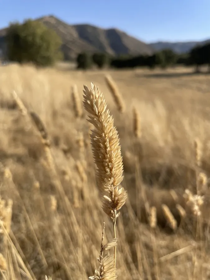 Phalaris aquatica