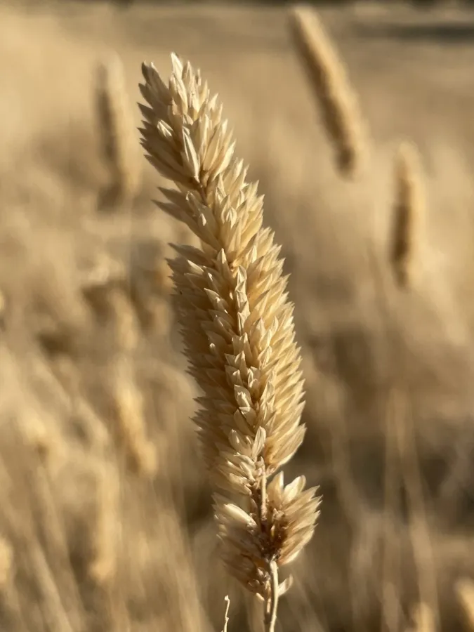 Phalaris aquatica