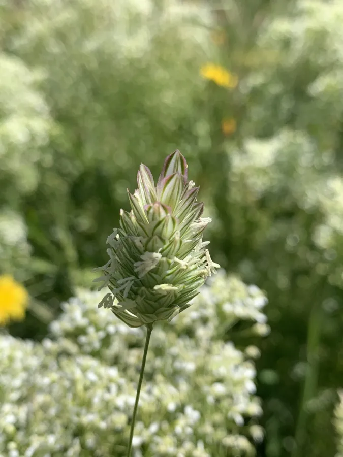 Phalaris brachystachys