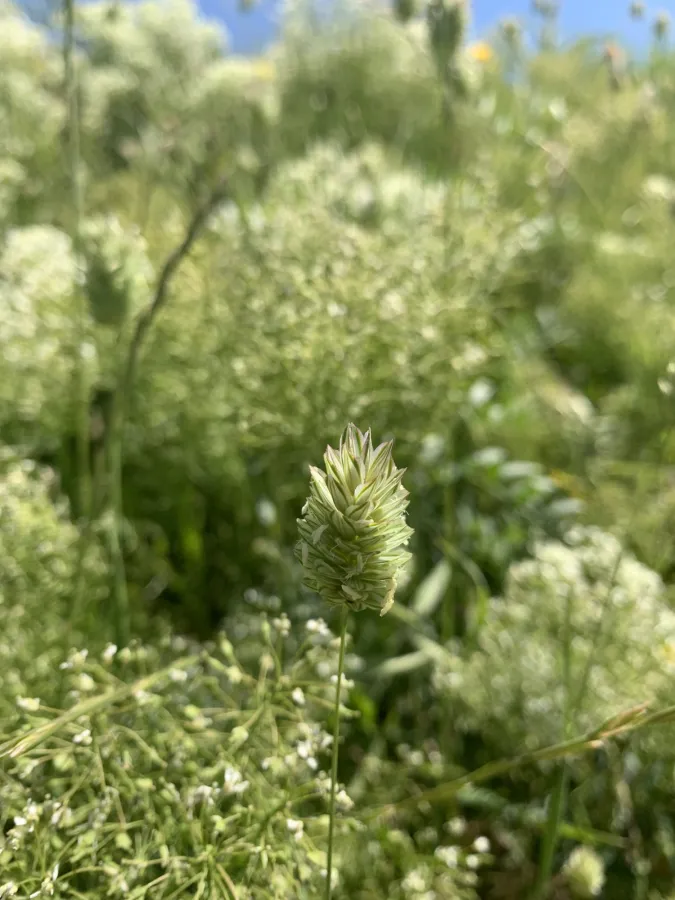 Phalaris brachystachys