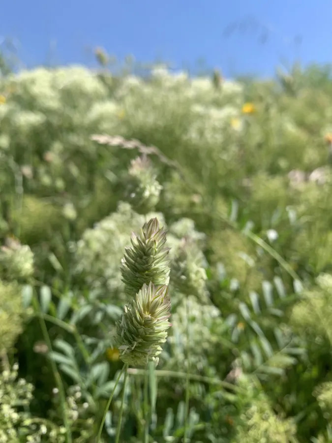 Phalaris brachystachys