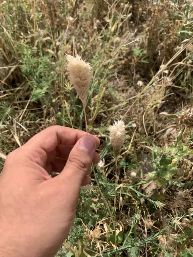 Phalaris paradoxa