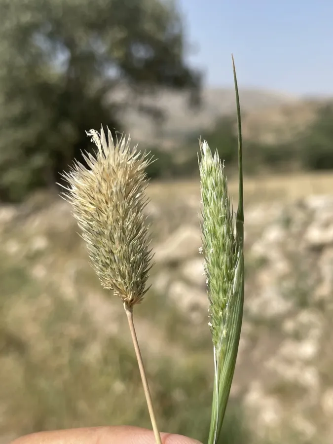 Phalaris paradoxa