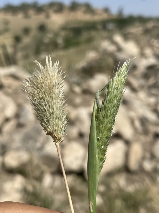 Phalaris paradoxa