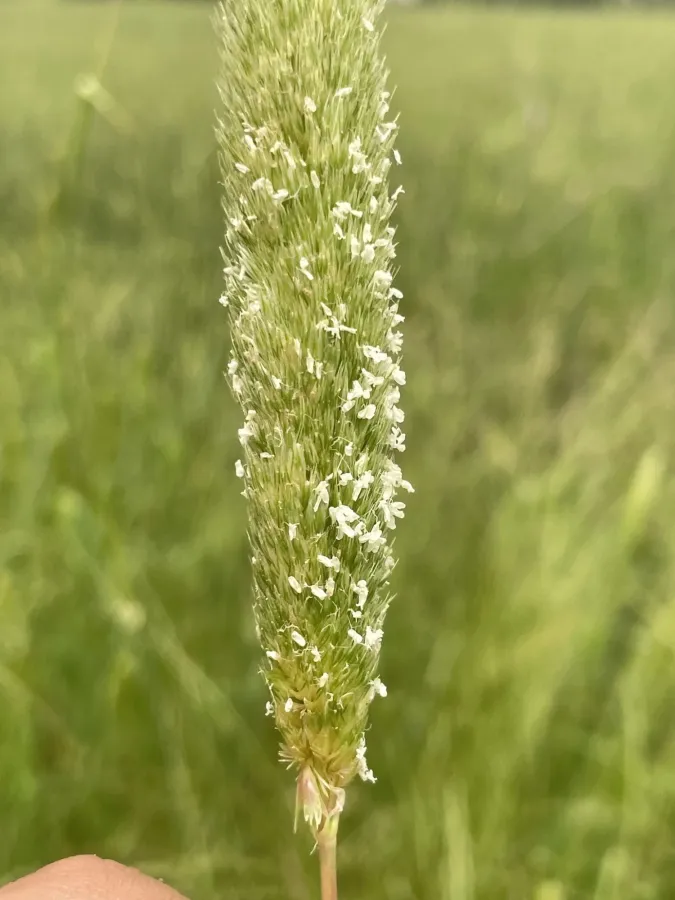 Phalaris paradoxa