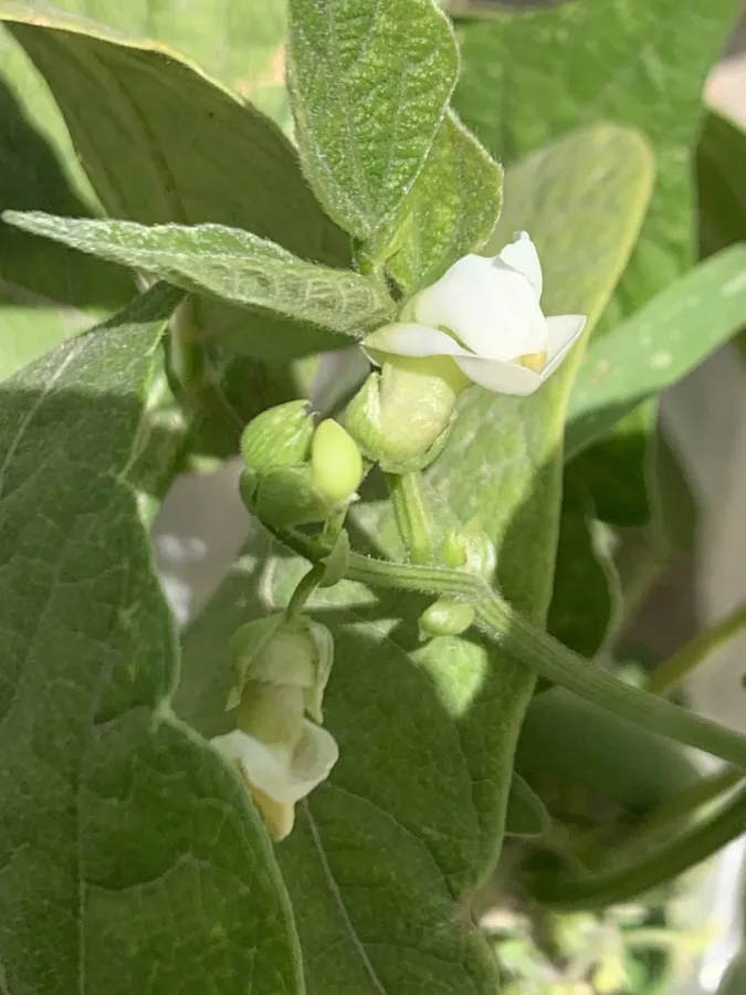 Phaseolus vulgaris