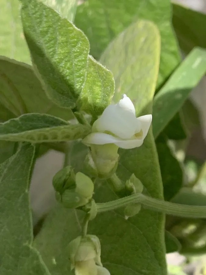 Phaseolus vulgaris