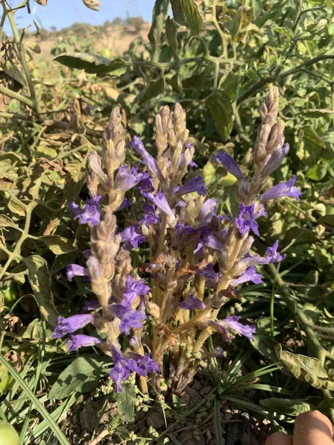 Phelipanche aegyptiaca