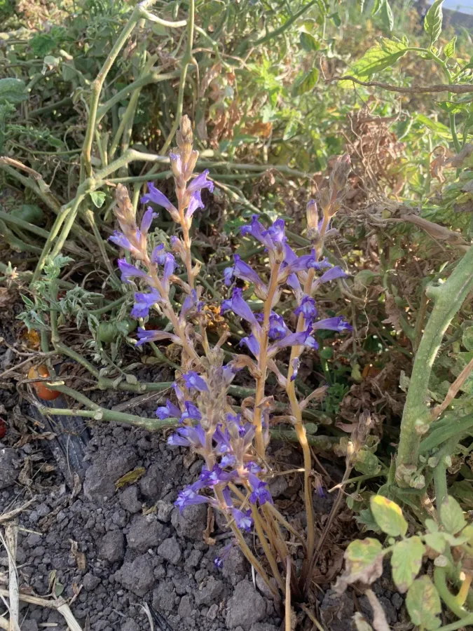 Phelipanche aegyptiaca