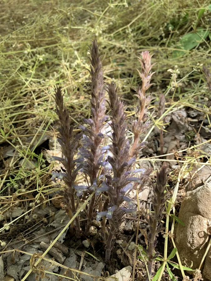 Phelipanche libanotica