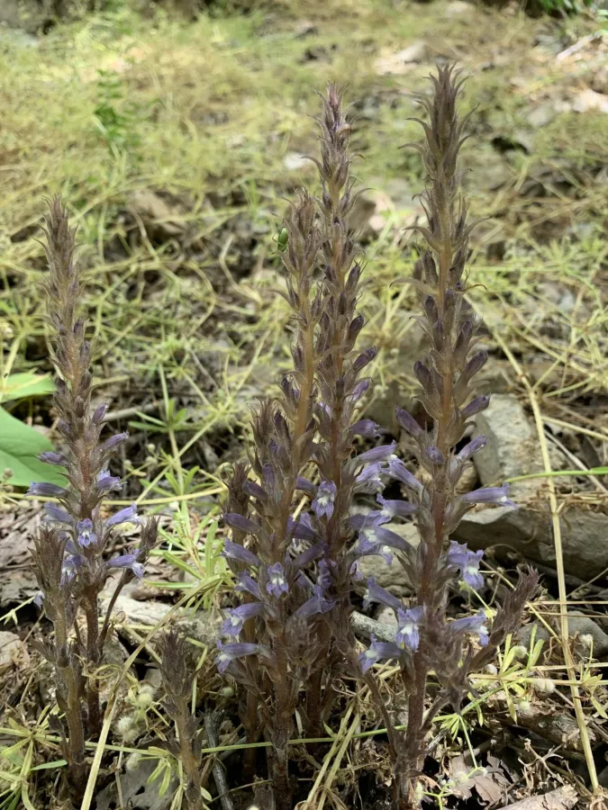 Phelipanche libanotica