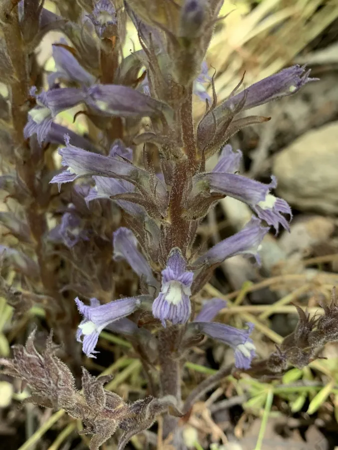 Phelipanche libanotica