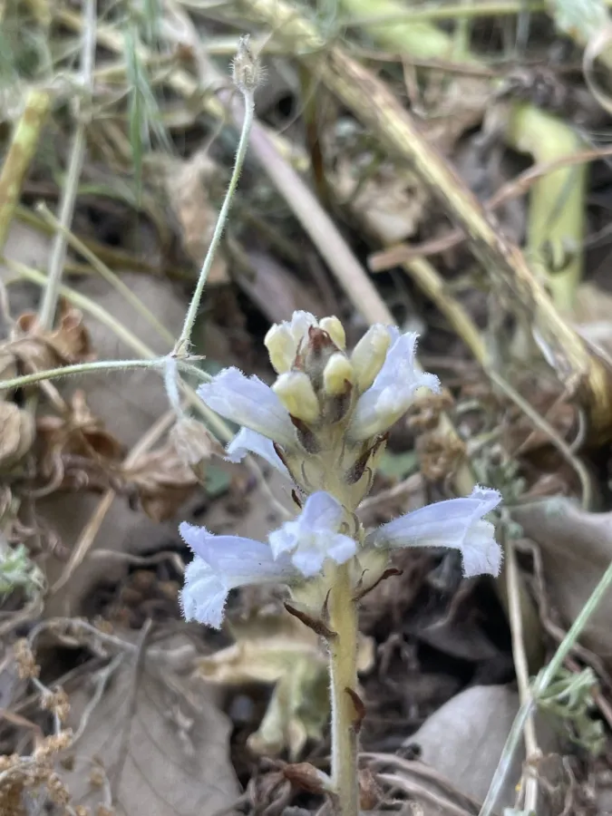 Phelipanche nana