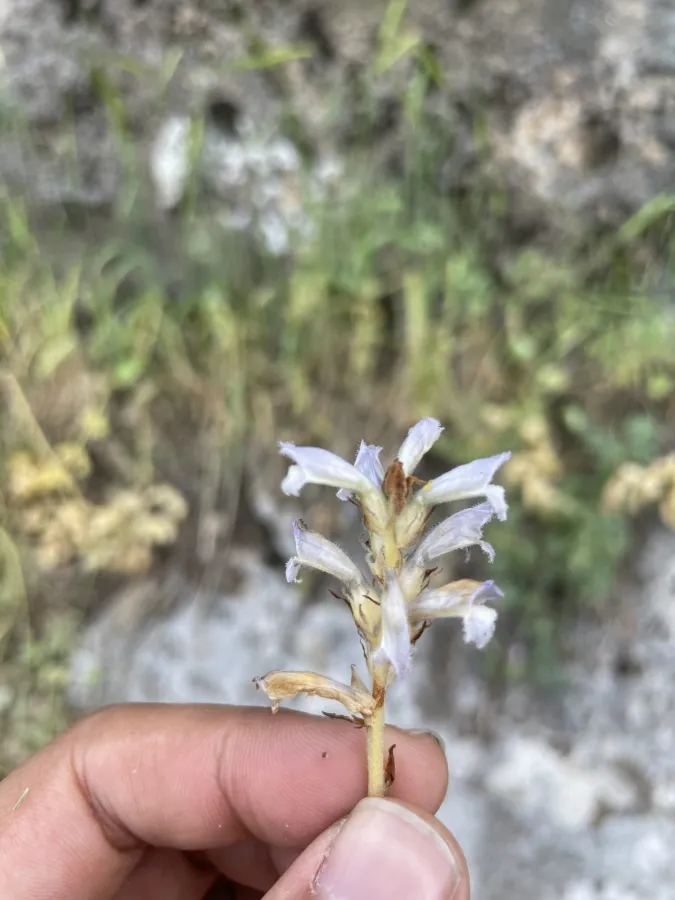 Phelipanche nana